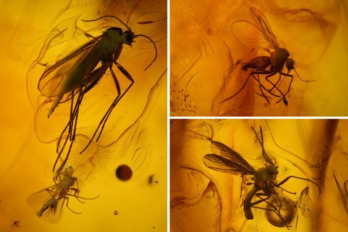 Three Fossil Flies (Diptera) In Baltic Amber #150761